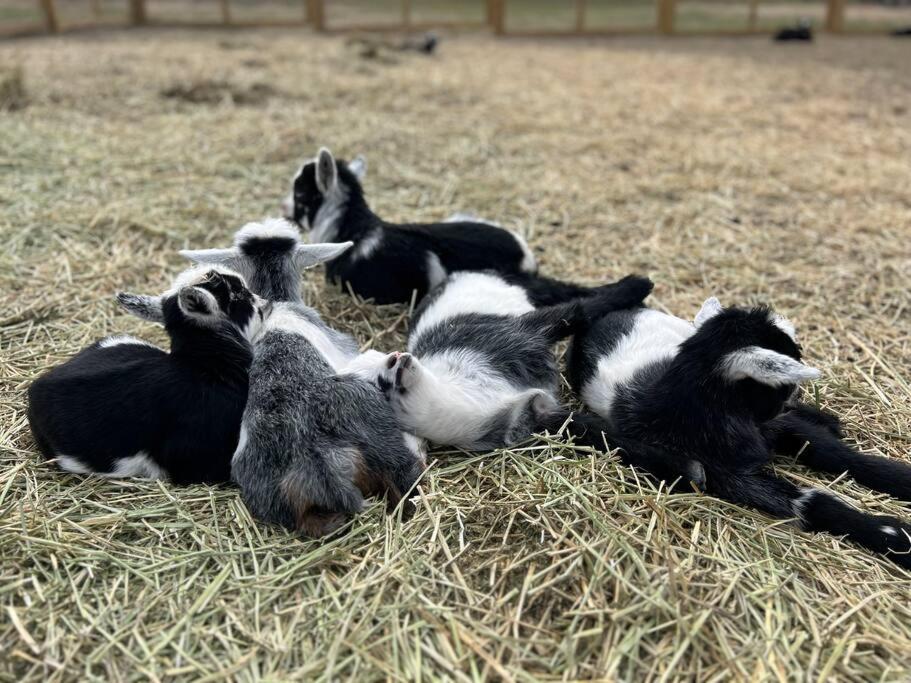 הוילה סן מרקוס Farm Retreat With Jacuzzi, Fire Pit, Mini Goats, Mini Ponies And Mini Cows מראה חיצוני תמונה