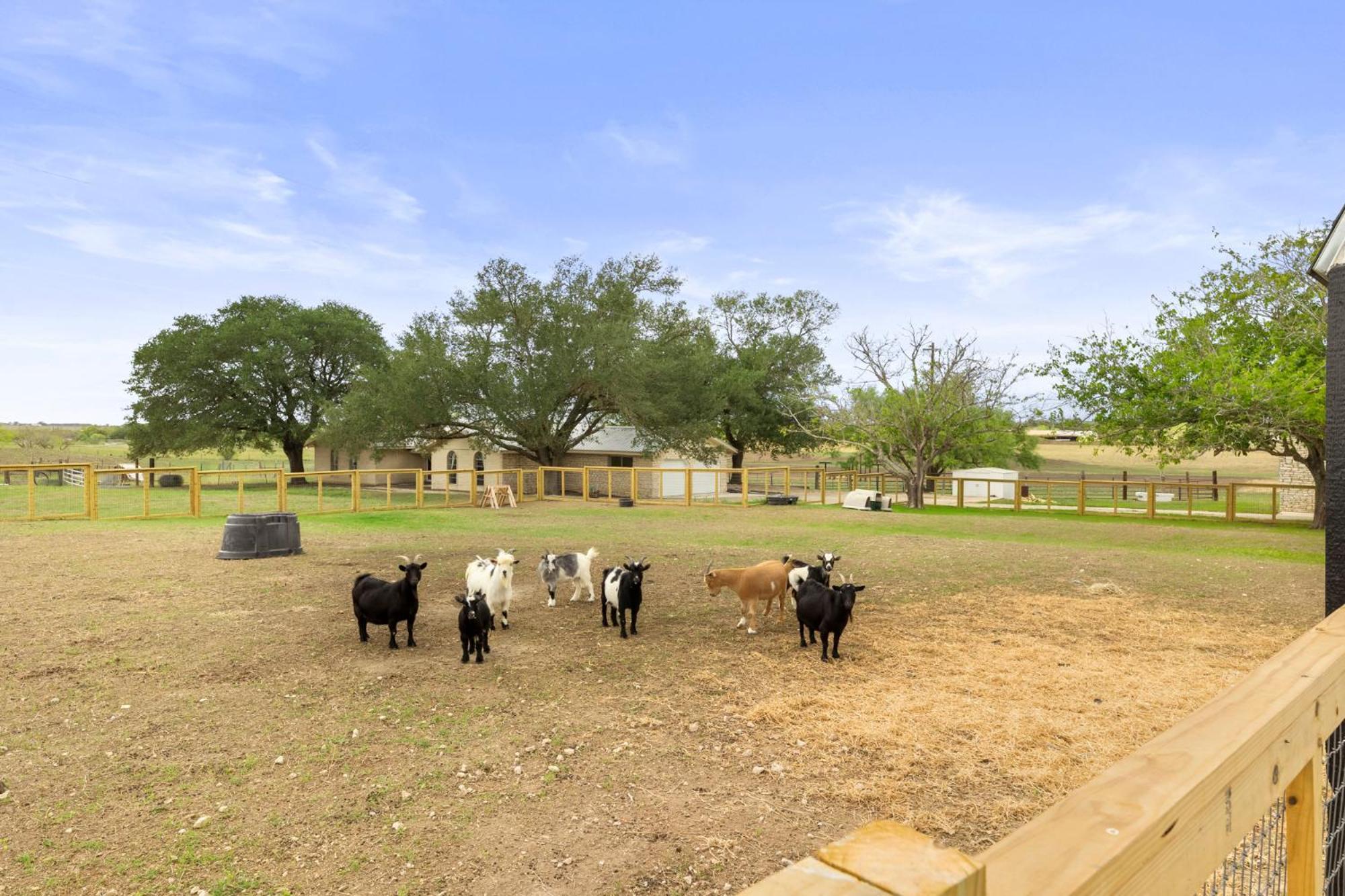 הוילה סן מרקוס Farm Retreat With Jacuzzi, Fire Pit, Mini Goats, Mini Ponies And Mini Cows חדר תמונה